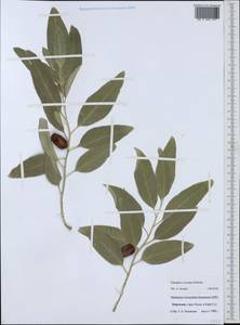 Elaeagnus angustifolia subsp. angustifolia, Middle Asia, Western Tian Shan & Karatau (M3) (Kyrgyzstan)