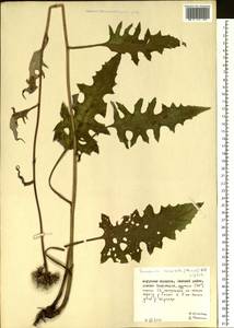 Saussurea recurvata (Maxim.) Lipsch., Siberia, Russian Far East (S6) (Russia)