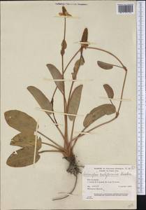 Anemopsis californica (Nutt.) Hook. & Arn., America (AMER) (Mexico)