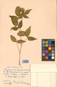 Rubus idaeus subsp. melanolasius Focke, Siberia, Russian Far East (S6) (Russia)