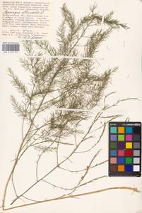 Asparagus officinalis L., Eastern Europe, Lower Volga region (E9) (Russia)