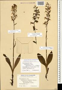 Platanthera bifolia (L.) Rich., Caucasus, Black Sea Shore (from Novorossiysk to Adler) (K3) (Russia)