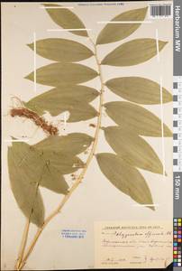 Polygonatum odoratum (Mill.) Druce, Eastern Europe, Central forest-and-steppe region (E6) (Russia)