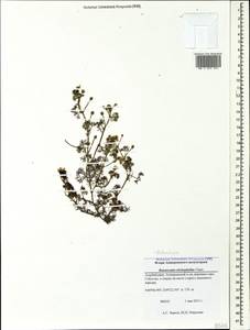 Ranunculus trichophyllus Chaix, Caucasus, Azerbaijan (K6) (Azerbaijan)