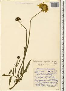 Cephalaria gigantea (Ledeb.) Bobrov, Caucasus, Armenia (K5) (Armenia)