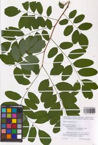 Robinia pseudoacacia L., Eastern Europe, Central forest-and-steppe region (E6) (Russia)