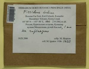 Fissidens dubius P. Beauv., Bryophytes, Bryophytes - Russian Far East (excl. Chukotka & Kamchatka) (B20) (Russia)