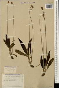 Plantago lanceolata L., Caucasus, North Ossetia, Ingushetia & Chechnya (K1c) (Russia)