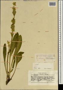 Swertia lactea A. Bunge, South Asia, South Asia (Asia outside ex-Soviet states and Mongolia) (ASIA) (Afghanistan)