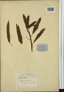 Persicaria amphibia (L.) Gray, Western Europe (EUR) (Germany)