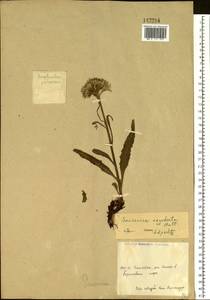 Saussurea nuda var. oxyodonta (Hultén) Vorosch., Siberia, Chukotka & Kamchatka (S7) (Russia)