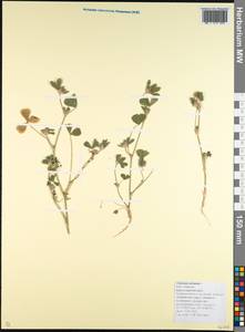 Trifolium striatum L., Caucasus, Krasnodar Krai & Adygea (K1a) (Russia)