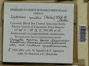 Leptodon smithii (Dicks. ex Hedw.) F. Weber & D. Mohr, Bryophytes, Bryophytes - North Caucasus & Ciscaucasia (B12) (Russia)