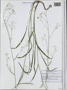 Bupleurum exaltatum M.Bieb., Western Europe (EUR) (Greece)