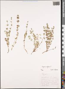 Thymus vulgaris L., Eastern Europe, Moscow region (E4a) (Russia)