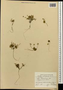 Draba siliquosa M.Bieb., Caucasus, South Ossetia (K4b) (South Ossetia)