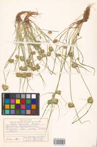 Carex bohemica Schreb., Eastern Europe, Central forest region (E5) (Russia)