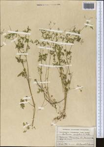 Anthriscus cerefolium (L.) Hoffm., Middle Asia, Western Tian Shan & Karatau (M3) (Uzbekistan)
