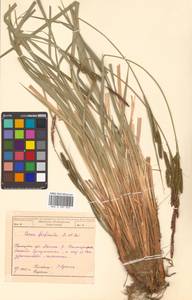 Carex forficula Franch. & Sav., Siberia, Russian Far East (S6) (Russia)