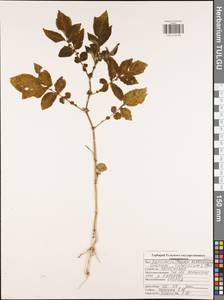 Solanum tuberosum L., Eastern Europe, Central region (E4) (Russia)