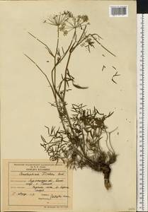 Cenolophium fischeri (Spreng.) W. D. J. Koch, Eastern Europe, Northern region (E1) (Russia)