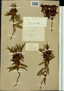 Rhododendron diversipilosum (Nakai) Harmaja, Siberia, Altai & Sayany Mountains (S2) (Russia)