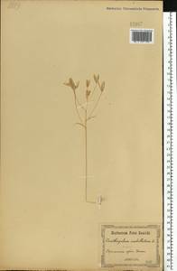 Ornithogalum umbellatum L., Eastern Europe, South Ukrainian region (E12) (Ukraine)