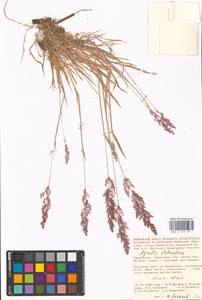 Agrostis stolonifera L., Middle Asia, Caspian Ustyurt & Northern Aralia (M8) (Kazakhstan)
