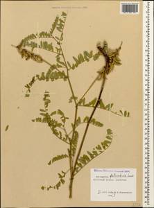 Astragalus falcatus Lam., Caucasus, Dagestan (K2) (Russia)