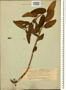 Euphorbia macroceras Fisch. & C.A.Mey., Caucasus, Stavropol Krai, Karachay-Cherkessia & Kabardino-Balkaria (K1b) (Russia)