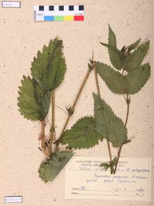 Urtica dioica L., Siberia, Altai & Sayany Mountains (S2) (Russia)