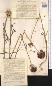 Allium atroviolaceum Boiss., Middle Asia, Syr-Darian deserts & Kyzylkum (M7) (Uzbekistan)