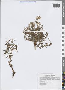 Koenigia ajanensis (Regel & Tiling) J.H.Xue, Chepinoga & K.P.Ma, Siberia, Russian Far East (S6) (Russia)