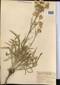 Jurinea cyanoides (L.) Rchb., Middle Asia, Caspian Ustyurt & Northern Aralia (M8) (Kazakhstan)