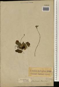 Streptocarpus rexii (Hook.) Lindley, Africa (AFR) (South Africa)