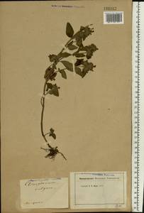 Clinopodium vulgare L., Eastern Europe, Moscow region (E4a) (Russia)