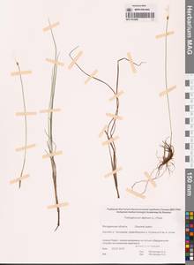 Trichophorum alpinum (L.) Pers., Siberia, Chukotka & Kamchatka (S7) (Russia)