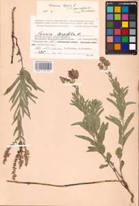 MHA 0 160 895, Veronica spuria L., Eastern Europe, Lower Volga region (E9) (Russia)