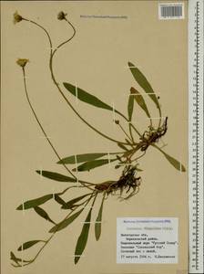 Pilosella flagellaris (Willd.) Arv.-Touv., Eastern Europe, Northern region (E1) (Russia)