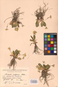 Primula vulgaris Huds., Caucasus, Georgia (K4) (Georgia)