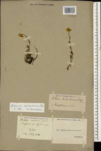 Archanthemis marschalliana subsp. sosnowskyana (Fed.) Lo Presti & Oberpr., Caucasus, Georgia (K4) (Georgia)