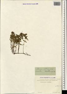 Thymus collinus M.Bieb., Caucasus, North Ossetia, Ingushetia & Chechnya (K1c) (Russia)