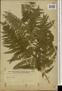 Pteridium aquilinum subsp. aquilinum, Caucasus, Azerbaijan (K6) (Azerbaijan)