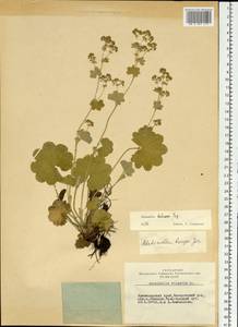 Alchemilla hebescens Juz., Siberia, Altai & Sayany Mountains (S2) (Russia)