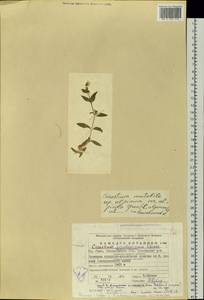 Cerastium alpinum L., Eastern Europe, Eastern region (E10) (Russia)