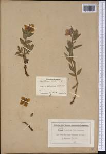 Chamaenerion latifolium (L.) Sweet, America (AMER) (Canada)