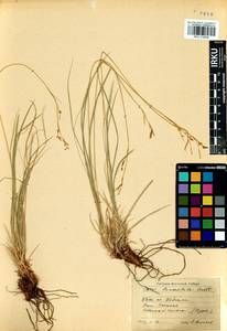 Carex lanceolata Boott, Siberia, Baikal & Transbaikal region (S4) (Russia)