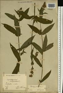 Stachys palustris L., Eastern Europe, North Ukrainian region (E11) (Ukraine)