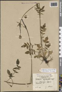 Valeriana cardamines M.Bieb., Caucasus, South Ossetia (K4b) (South Ossetia)