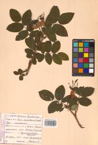 Rosa acicularis Lindl., Siberia, Russian Far East (S6) (Russia)